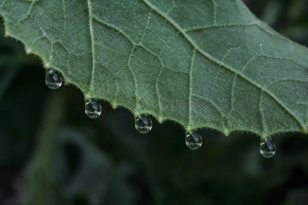 Macro view of clear guttation droplets aligned with vein endings along the toothed edge of a cantaloupe leaf.