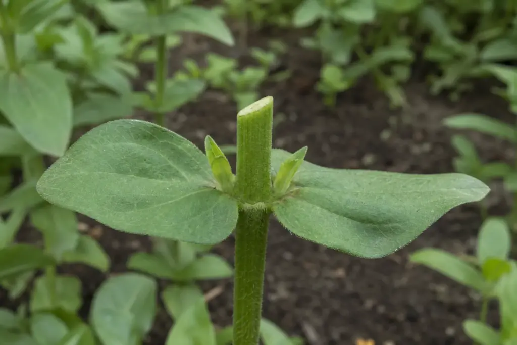 Fresh deadheading cut just above a zinnia leaf node with two small side shoots below.