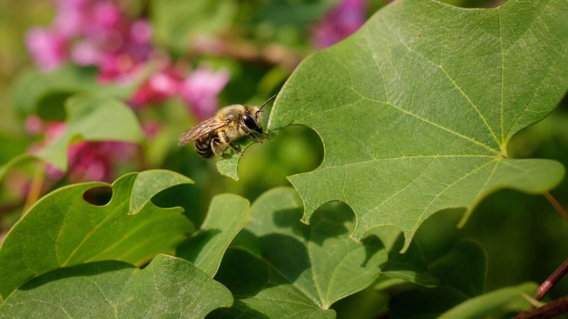 Why some leaves are cut into perfect circles