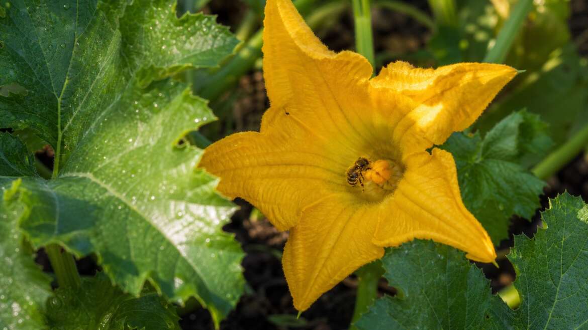 The short morning life of a squash blossom