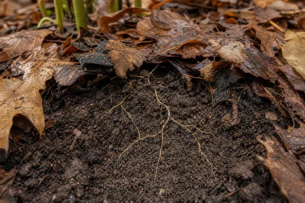 Wet leaf mulch above dark crumbly soil and fine roots after rain.