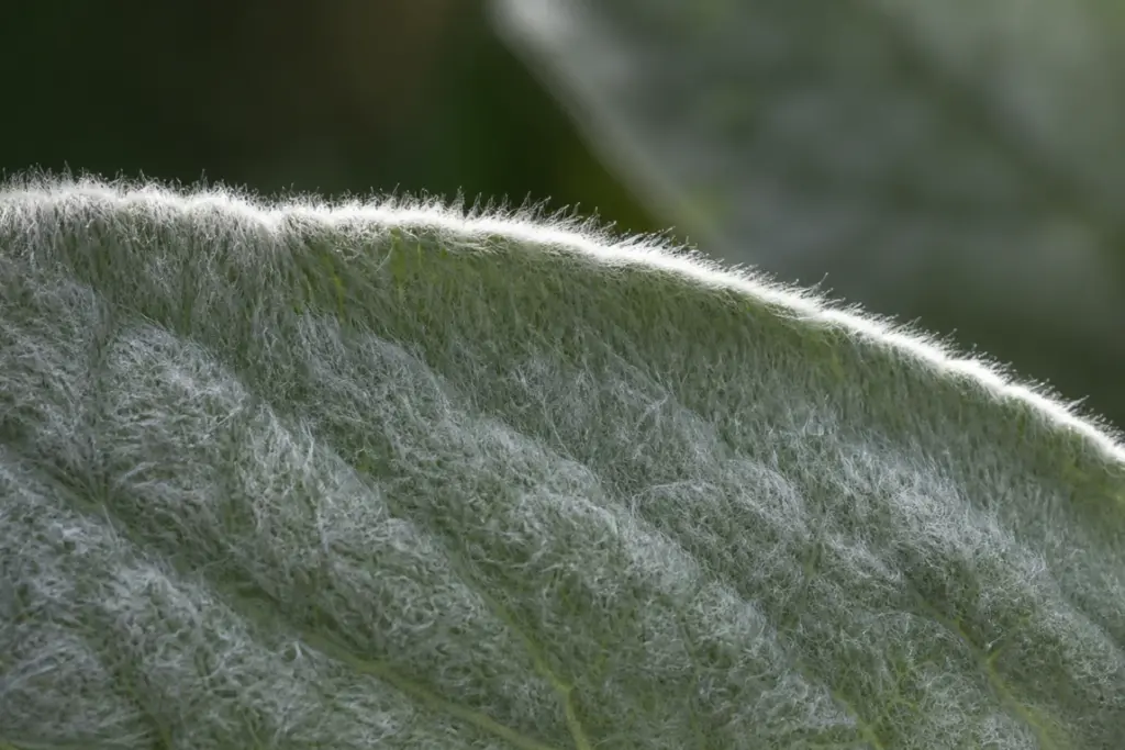 Macro view along the edge of a lamb's ear leaf, showing dense pale hairs over the green-gray surface.