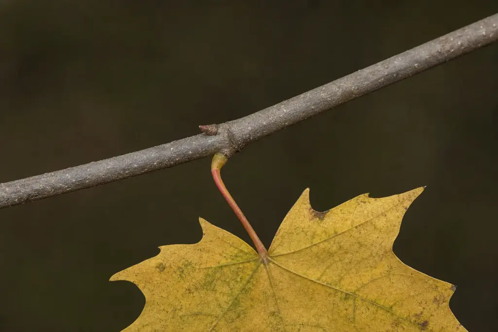 Close view of a yellow sugar maple leaf's red petiole joining a gray-brown twig beside a dormant bud.