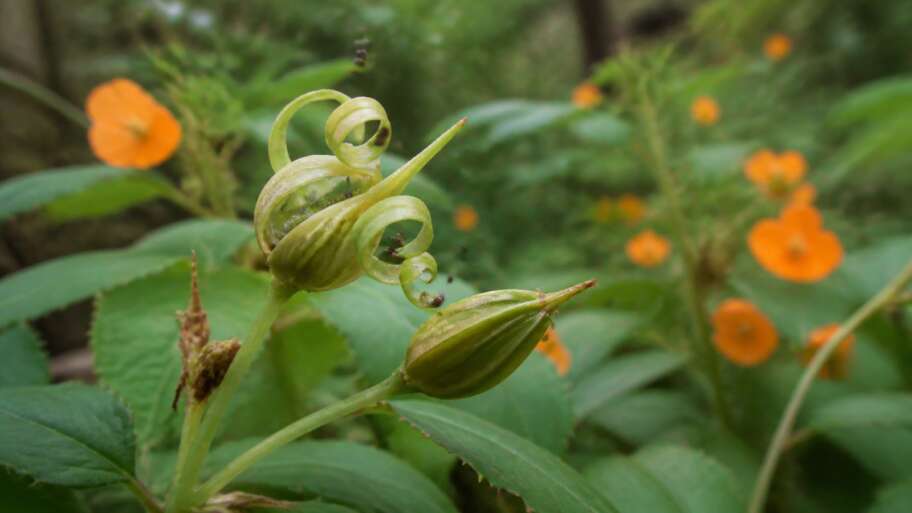 The plants that throw their seeds