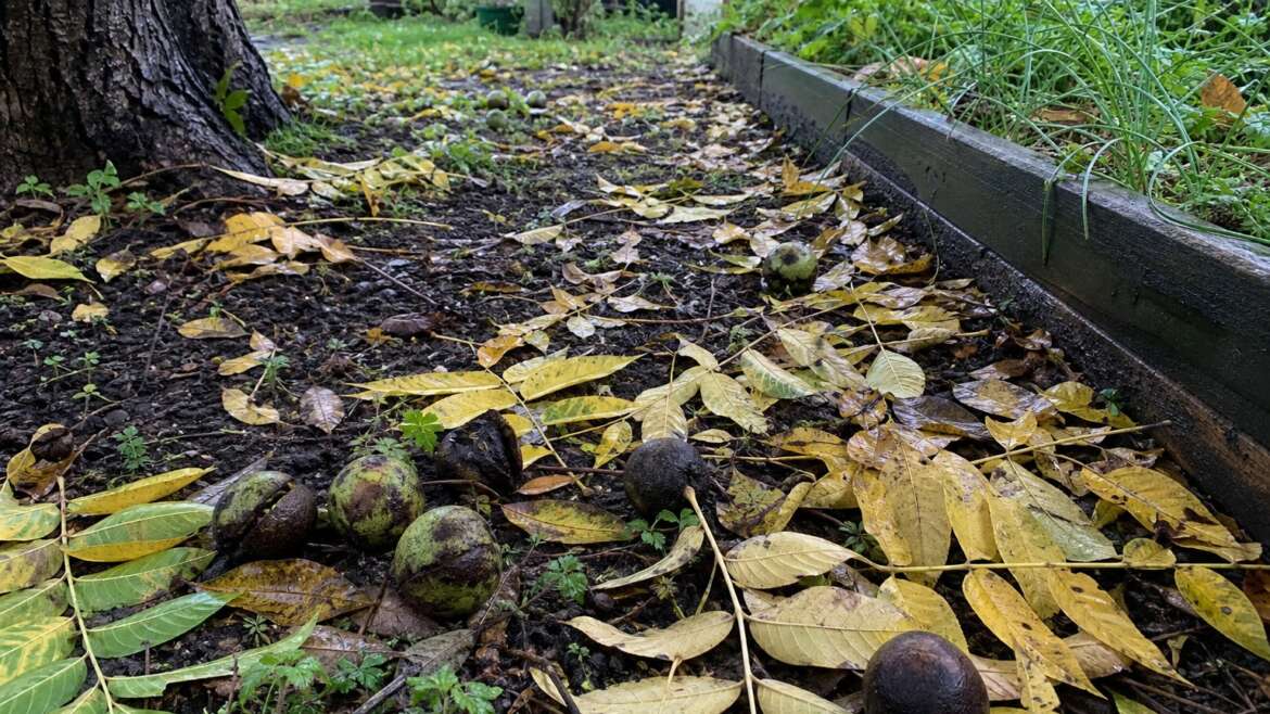 The black walnut’s complicated shadow