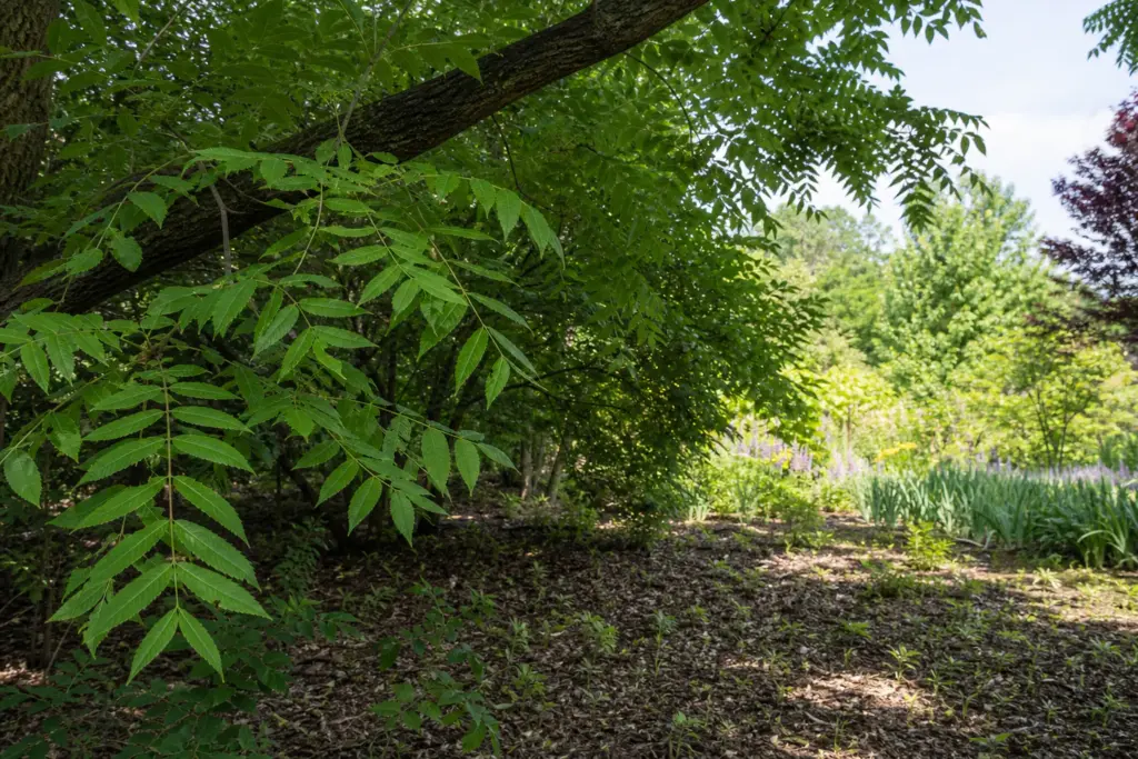 Dappled summer shade beneath a mature black walnut with a sunlit garden beyond