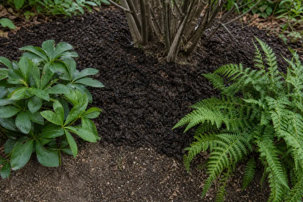 Dark, crumbly leaf mold spread in a thin layer beneath shrubs and around perennial crowns.