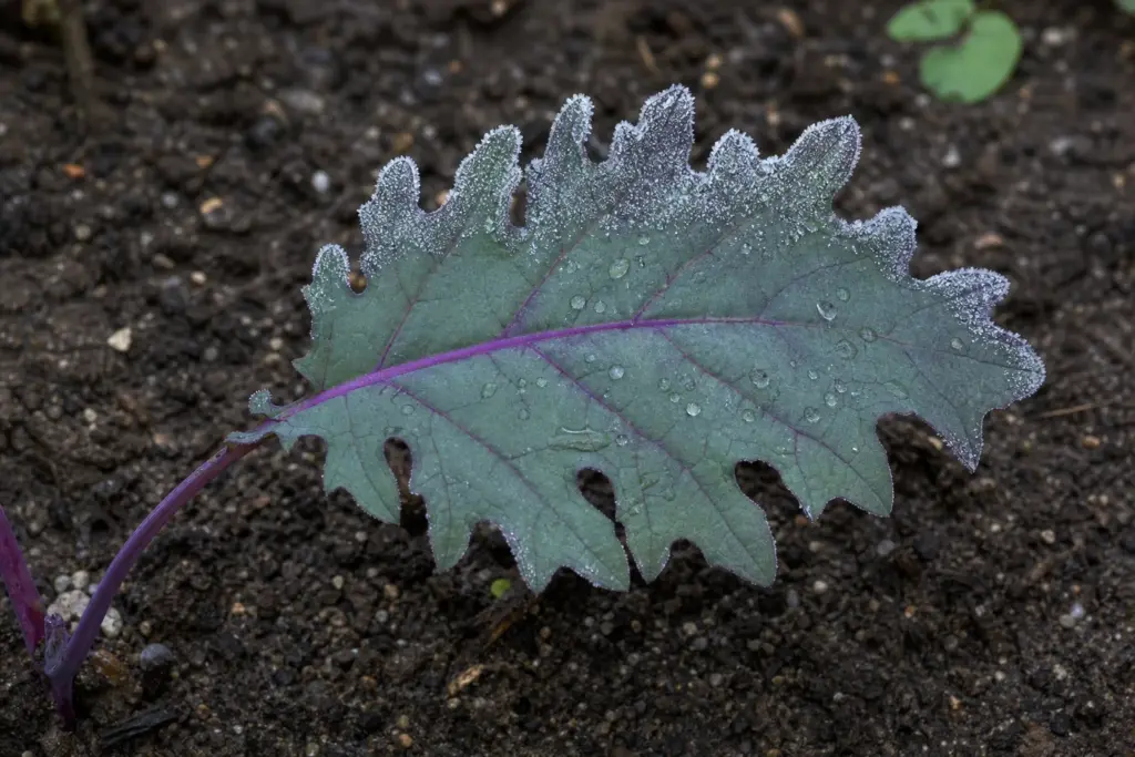 A firm purple-veined kale leaf with meltwater beads and a little frost remaining along its shaded edge.