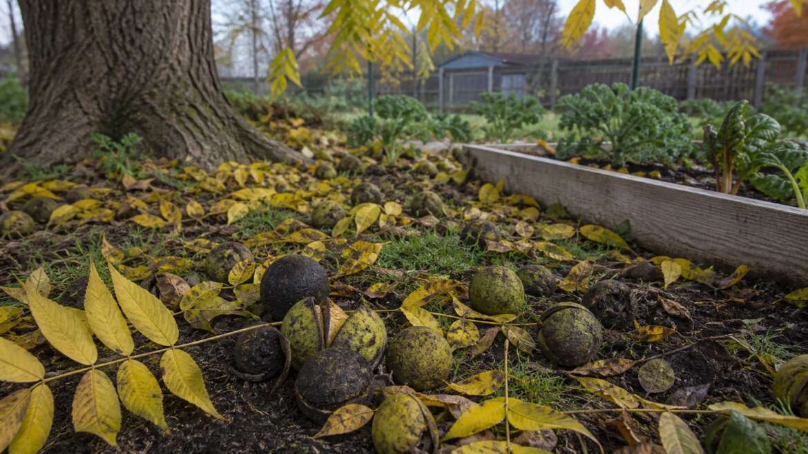 The black walnut’s complicated shadow