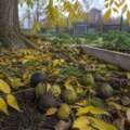 The black walnut’s complicated shadow