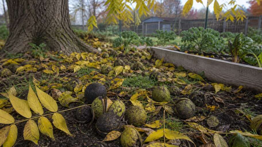 The black walnut’s complicated shadow