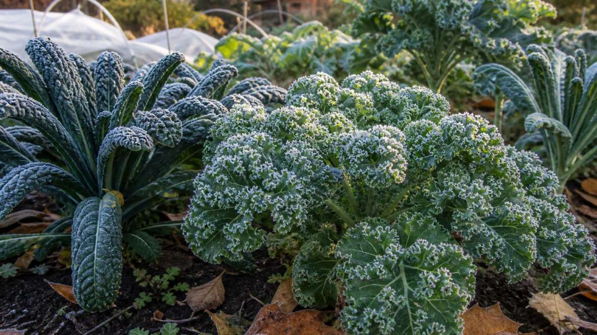 Why frost makes kale sweeter