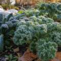 Why frost makes kale sweeter