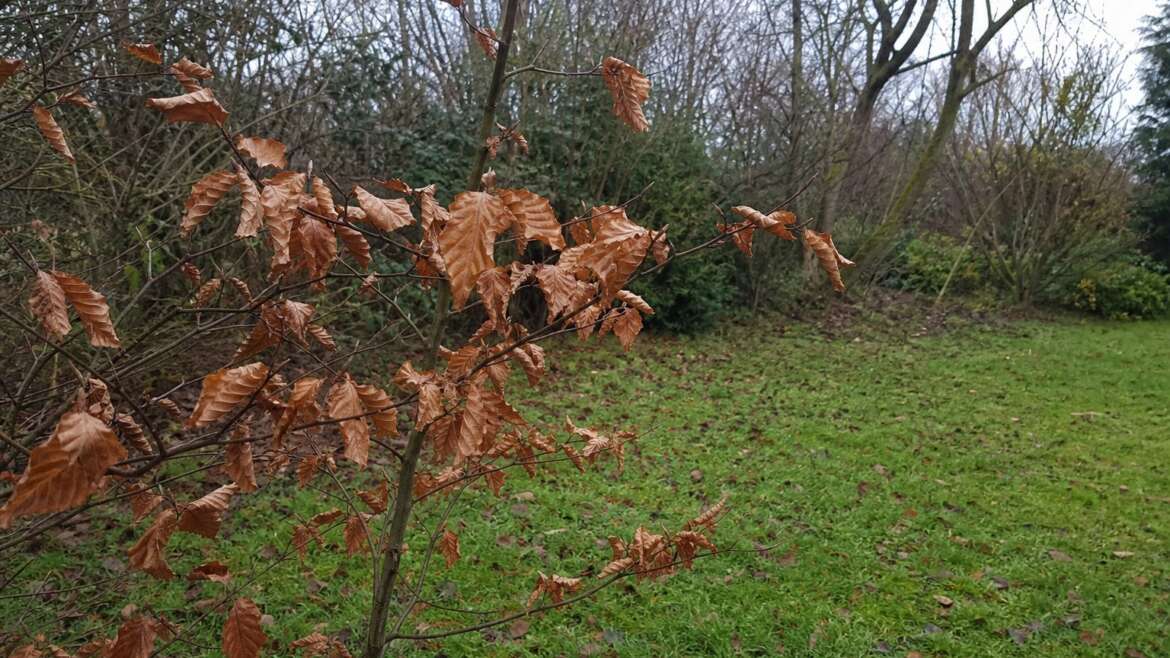 The trees that keep their dead leaves