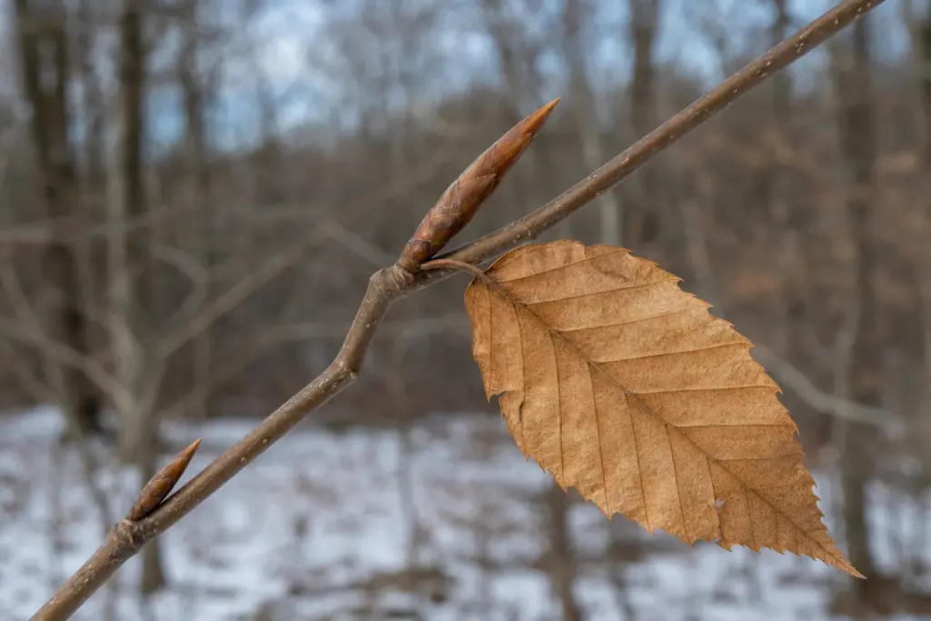 Dry copper American beech leaf attached beside a long pointed winter bud on a slender twig.