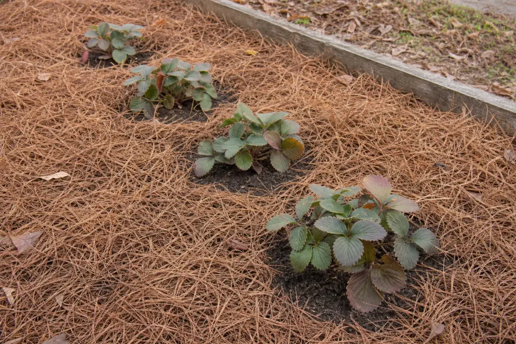 Loose pine needles around dormant strawberry plants, with each crown left uncovered