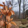The trees that keep their dead leaves