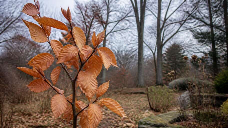 The trees that keep their dead leaves
