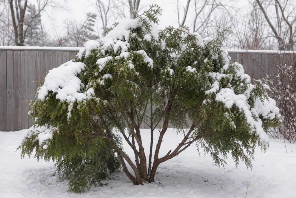 Heavy wet snow splaying the stems of a multi-stemmed arborvitae.