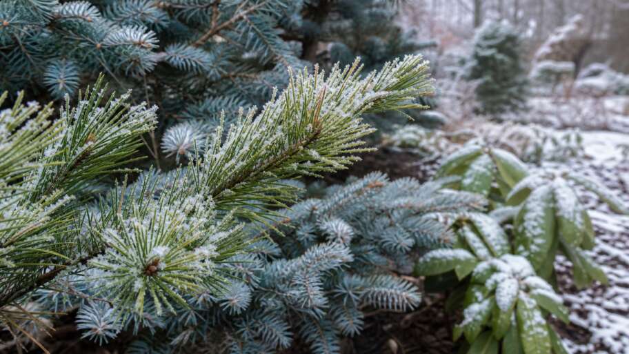 How evergreens stay green in winter