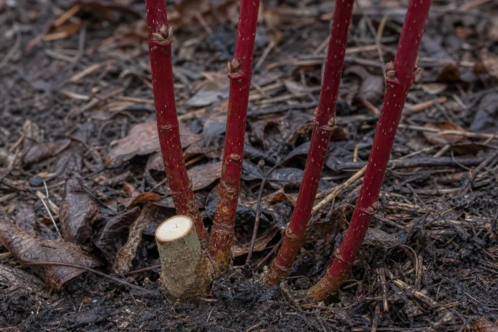 Fresh low cut on an older gray dogwood cane beside younger red stems left standing.