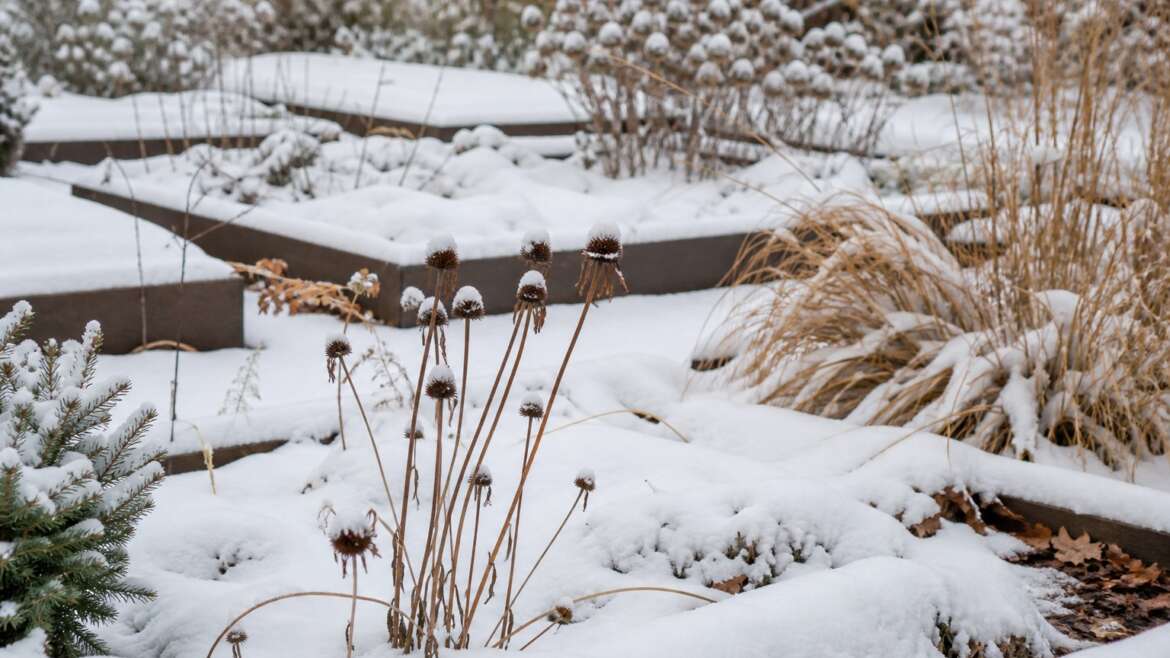 What snow does for a sleeping garden