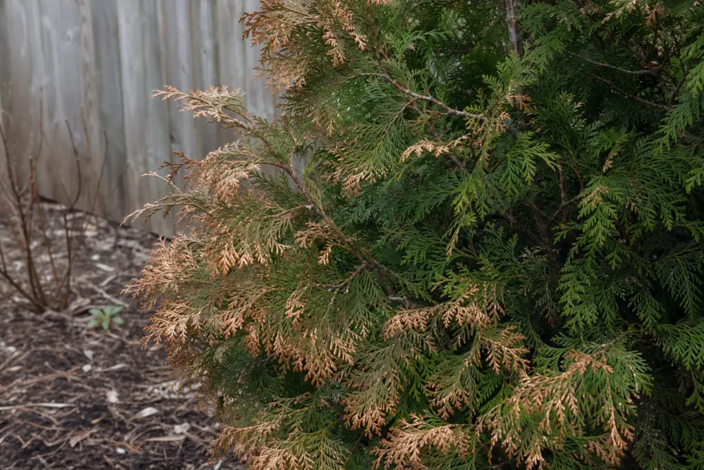 Brown outer foliage on the exposed side of a young arborvitae with green sheltered growth