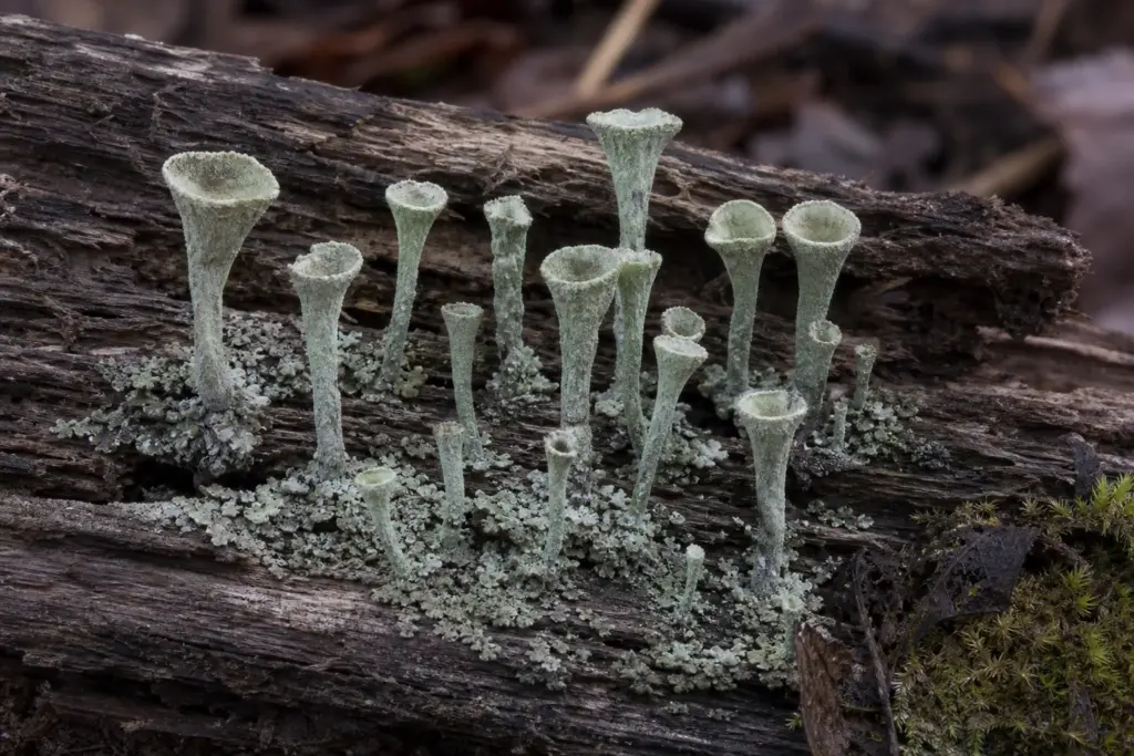 Close side view of pale green trumpet-shaped Cladonia lichens rising from decaying wood.