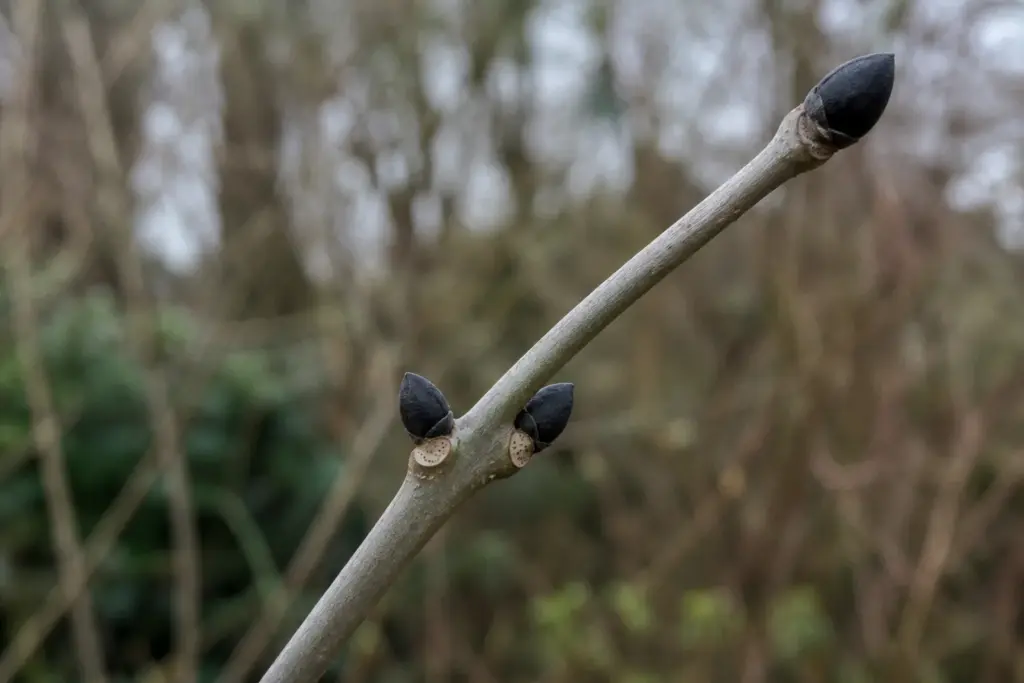 Close view of paired black winter buds and pale leaf scars on a living common ash twig.