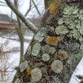 The quiet maps on tree bark