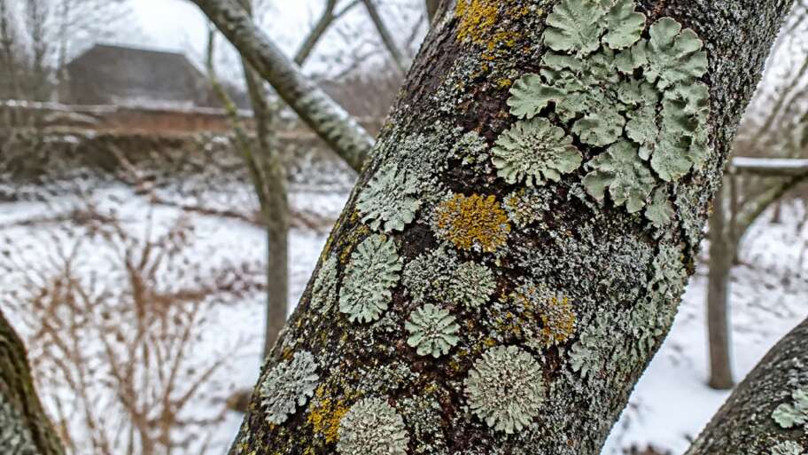 The quiet maps on tree bark