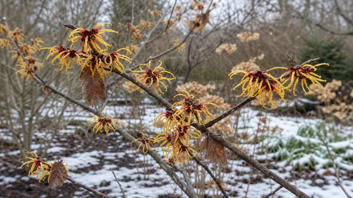 Why witch hazel blooms in the cold