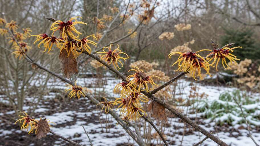 Why witch hazel blooms in the cold