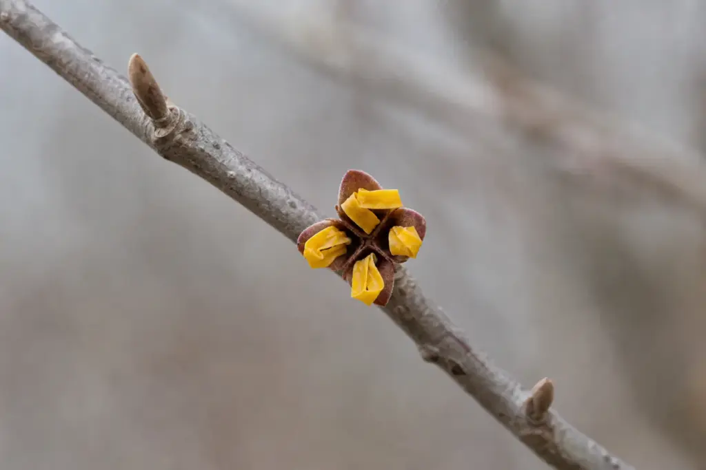 Close view of four yellow witch hazel petals curled tightly around a red-brown calyx on a cold bare twig.