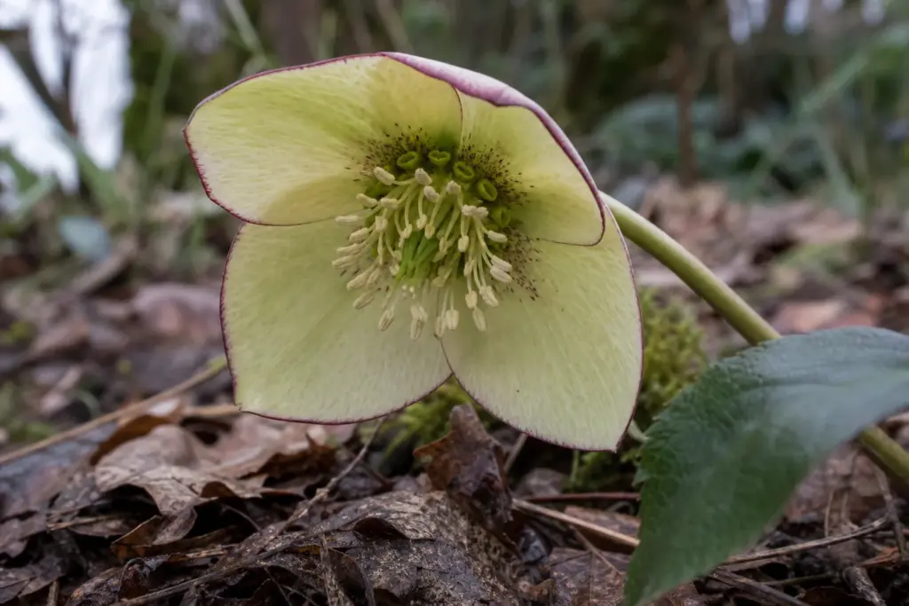 Low-angle close view into a nodding hellebore flower, showing its sepals, stamens, and central carpels.
