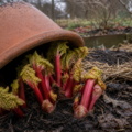 The rhubarb that grows in the dark