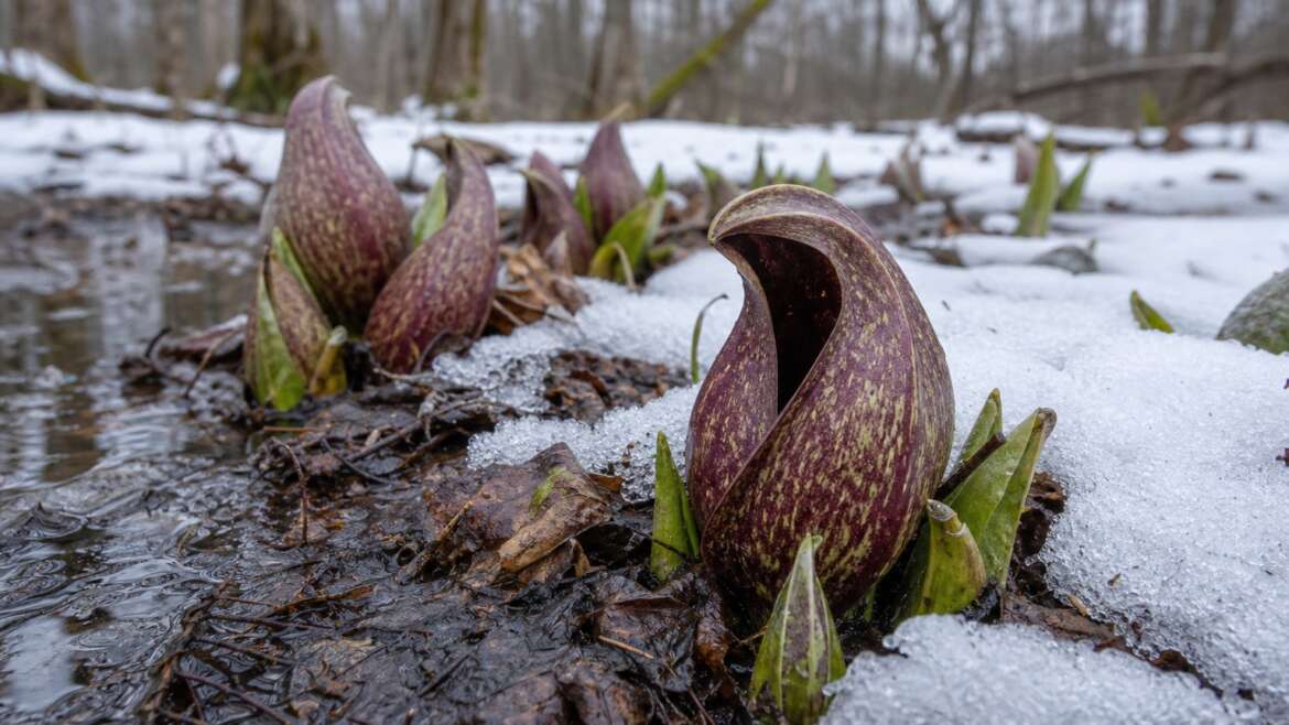 How skunk cabbage makes its own spring