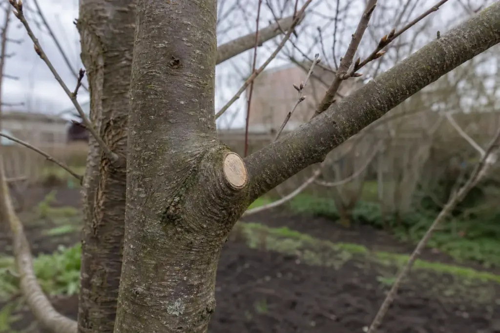 A small branch removed just outside the swollen branch collar on a leafless garden tree.