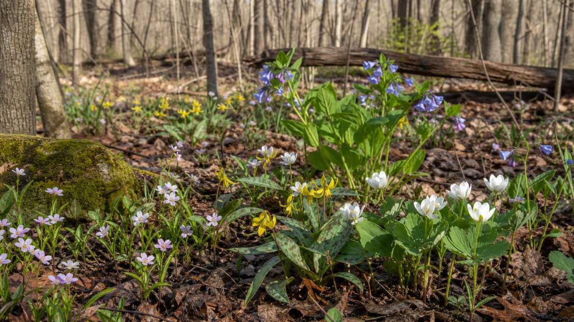 The spring flowers that borrow light from bare trees