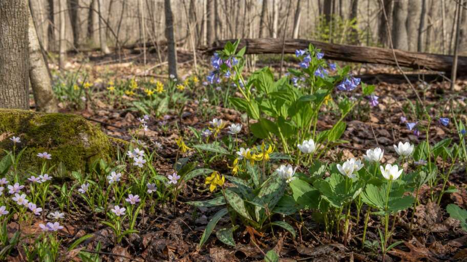 The spring flowers that borrow light from bare trees