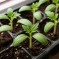 The first leaves a seedling wears