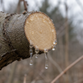 When pruning cuts start to bleed