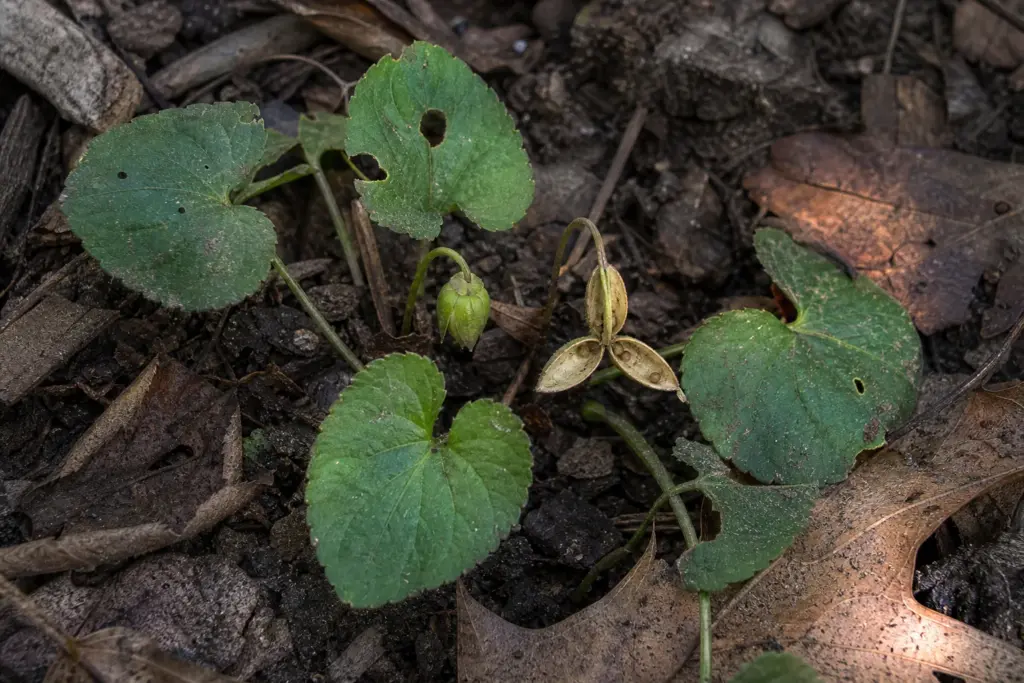 An intact green common blue violet capsule and an older split capsule sit beneath heart-shaped leaves.