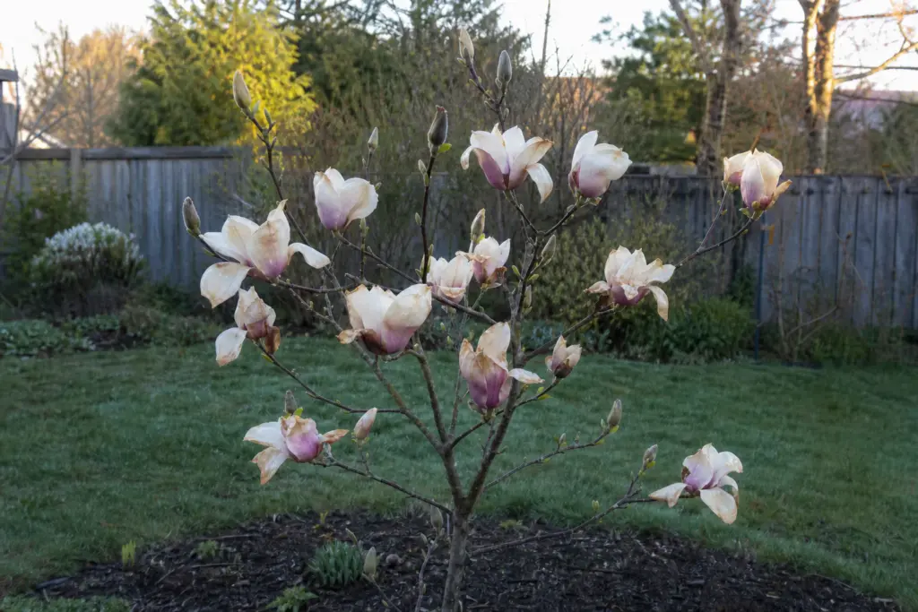 Brown, wilted magnolia blossoms on a small tree after a late spring frost, with a few fuzzy buds still closed.
