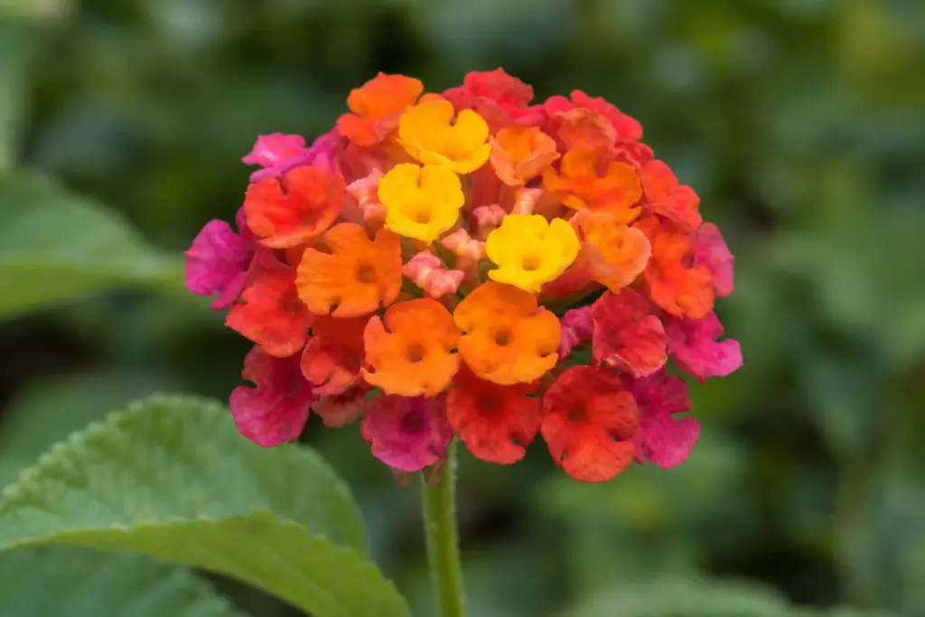 Close overhead view of a lantana flower head with yellow central florets and older orange-red florets around the edge.