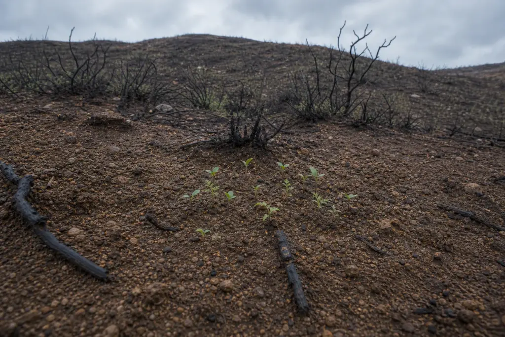 Fresh seedlings emerging from damp soil between blackened twigs in a recently burned California chaparral landscape.