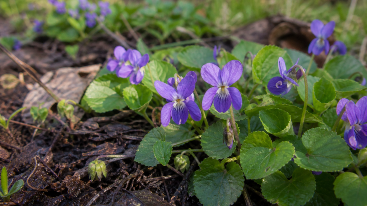 Why violets hide some of their flowers