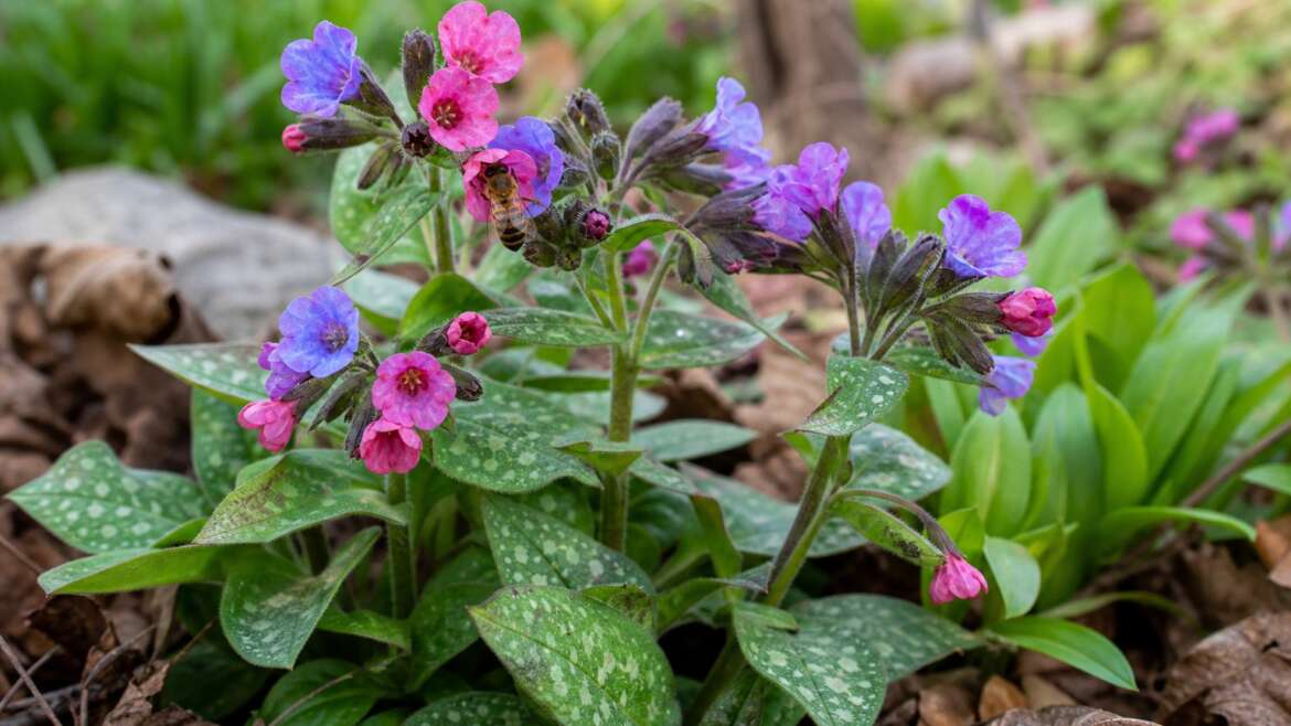 Why some flowers change color after pollination