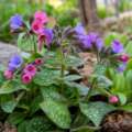 Why some flowers change color after pollination