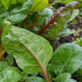 The silver tunnels inside leaves